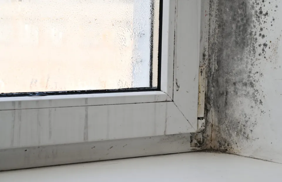 Feuchte und Schimmelspuren in einer Wandecke